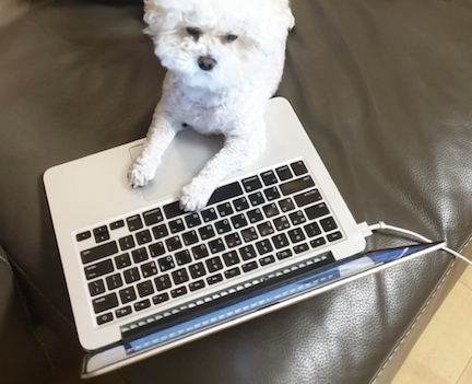 Dog on leather couch