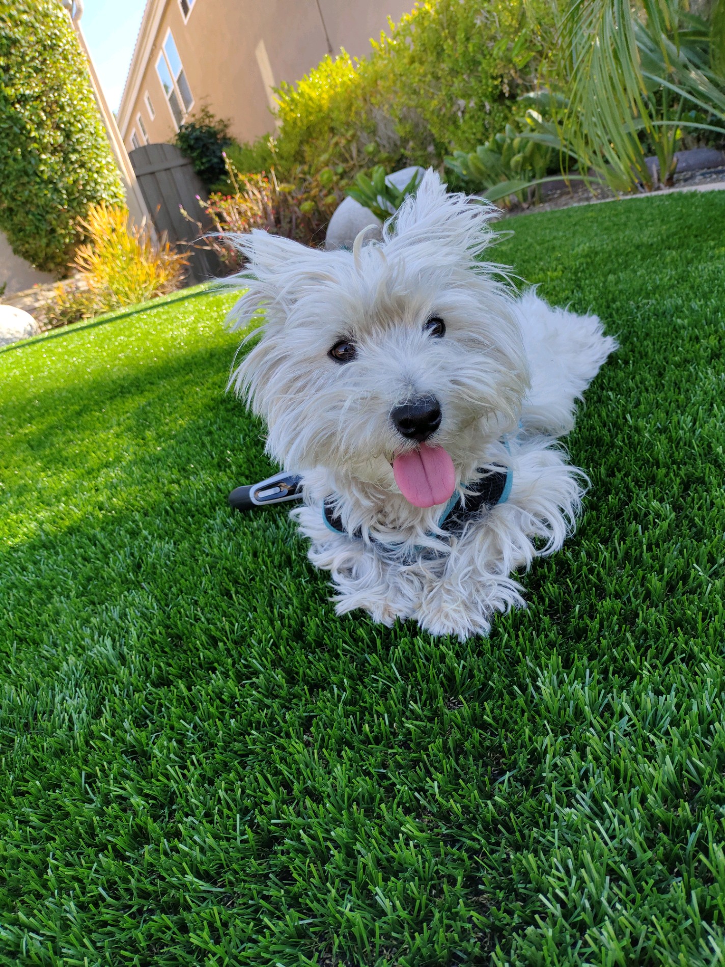 White dog sitting on grass