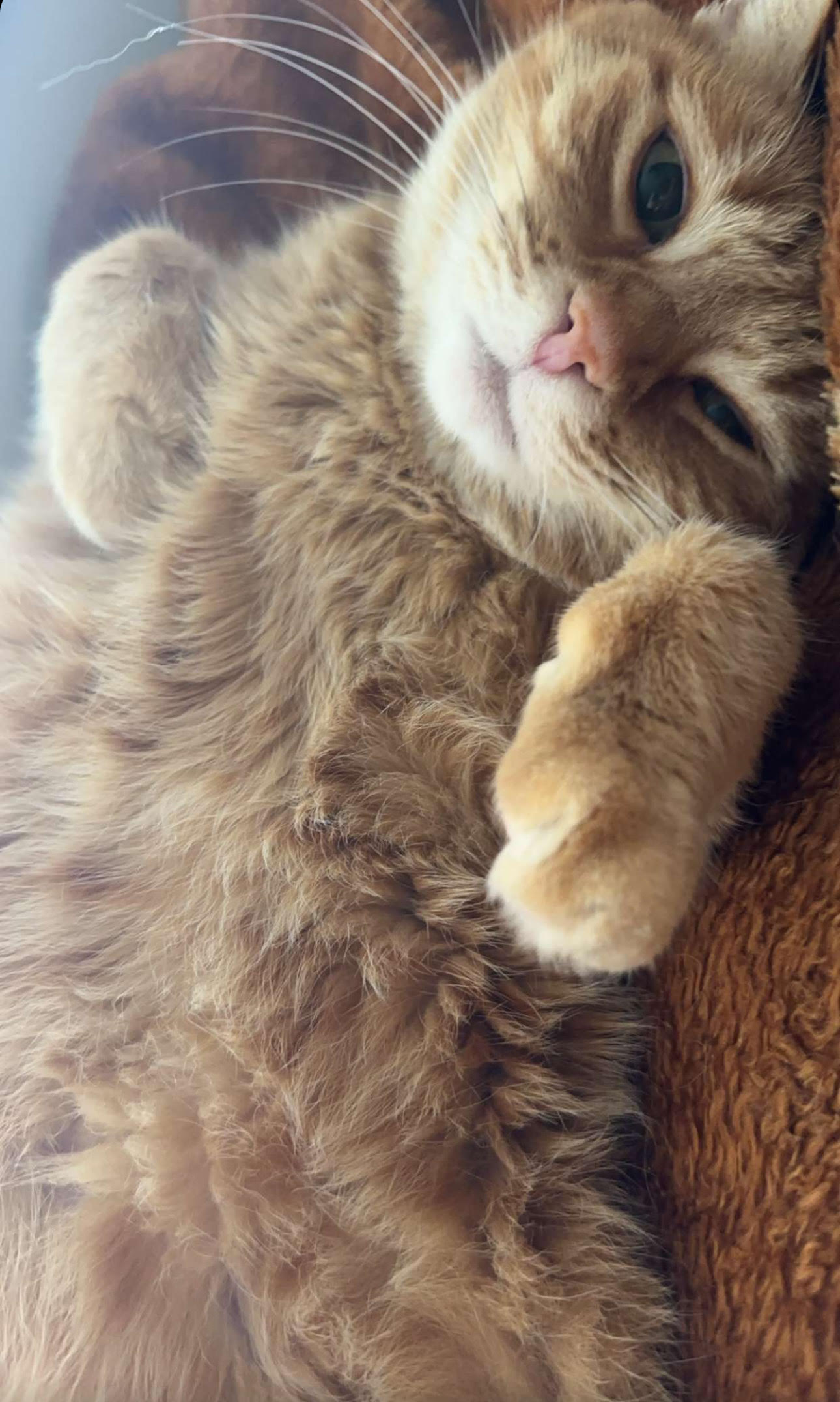 Two cute guinea pigs